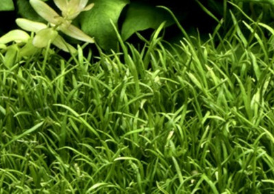 Lilaeopsis Brasiliensis