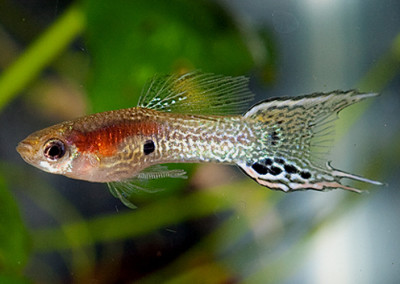 Endlers Guppies (Poecilia wingei)