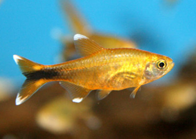 Silver Tip Tetra (Hasemania nana)