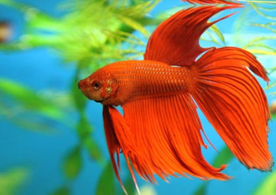Siamese fighting fish (Betta splendens)