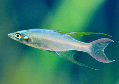 Threadfin Rainbow (Iriatherina werneri)