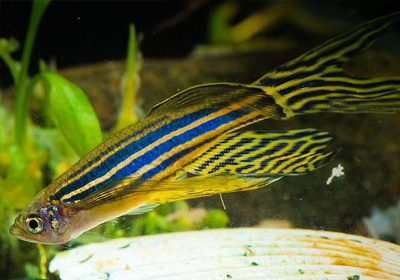 long-finned-zebra-danio