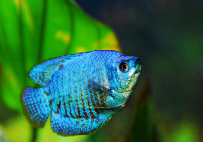 neon-blue-dwarf-gourami